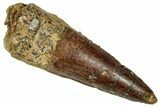 Fossil Spinosaurus Tooth - Real Dinosaur Tooth #327605-1